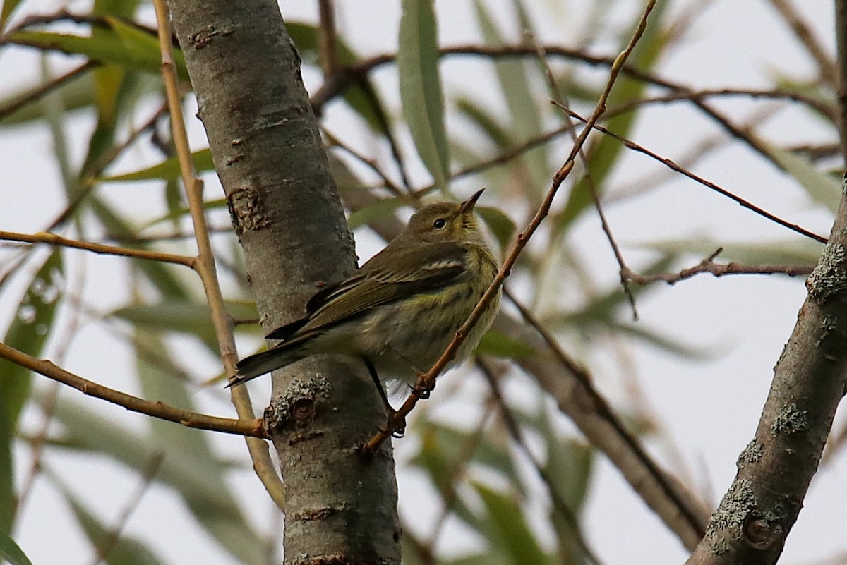 Cape May Warbler - ML489566981