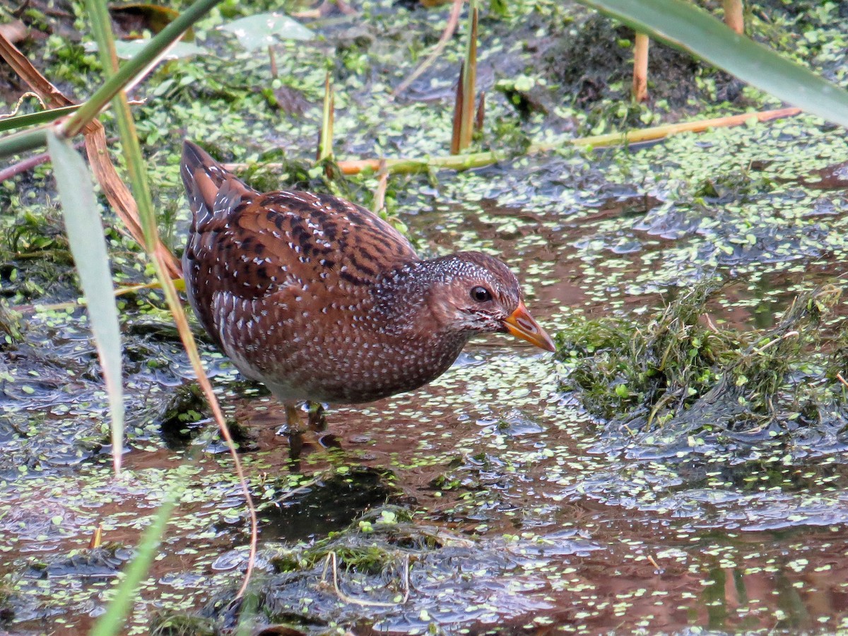 Spotted Crake - ML48957031