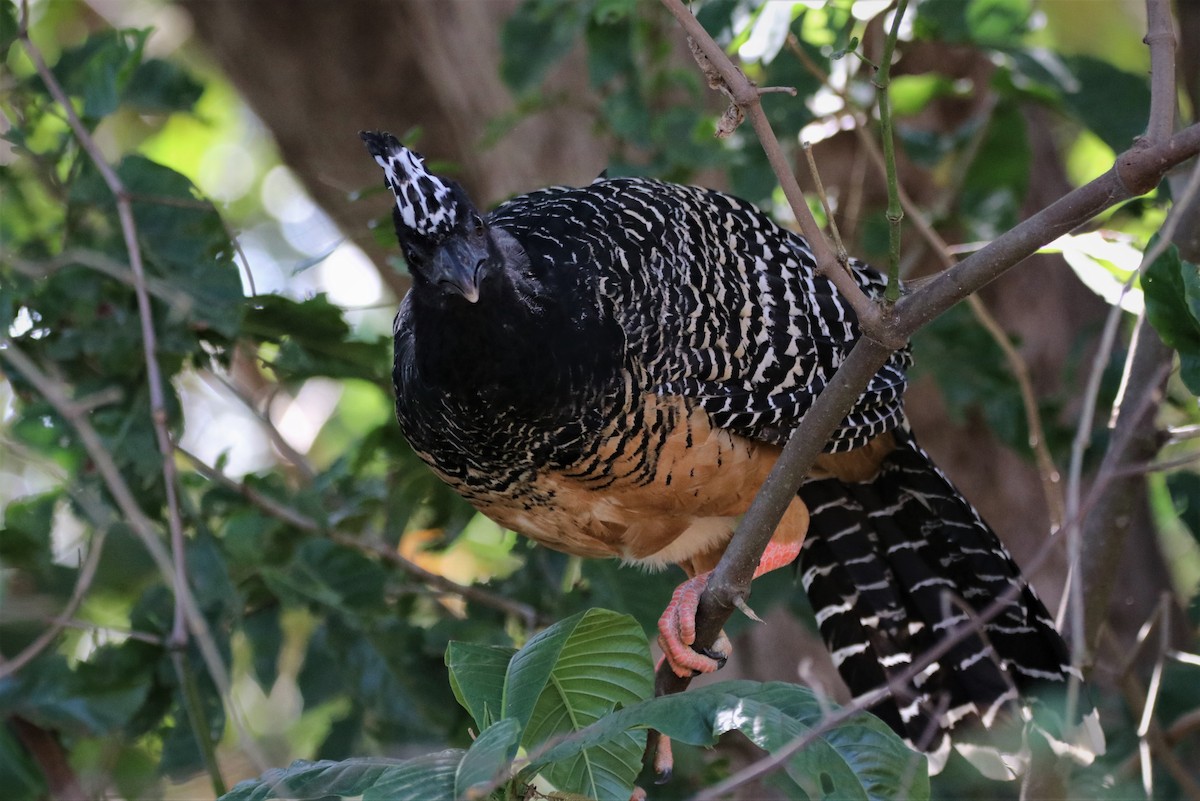 Bare-faced Curassow - ML489570821