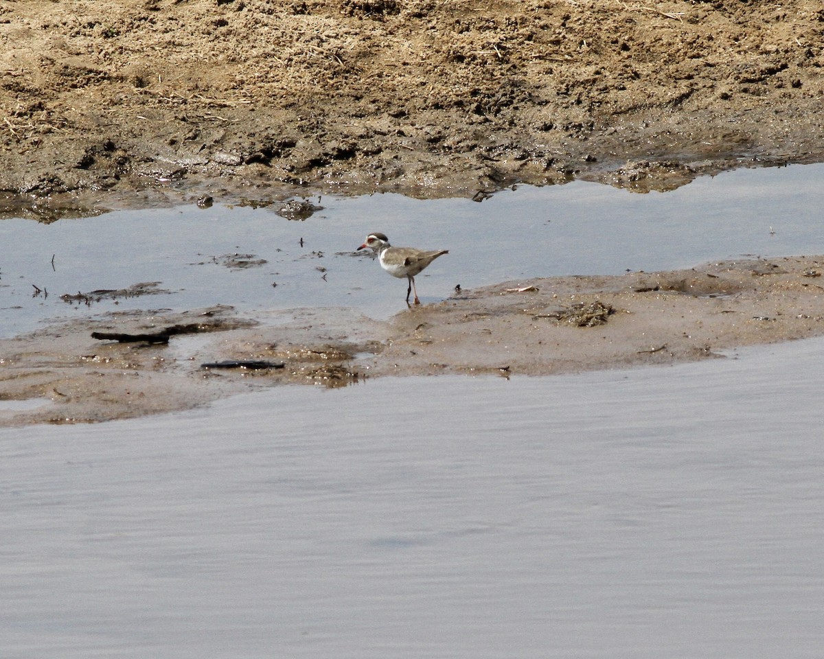 Three-banded Plover - ML489571641