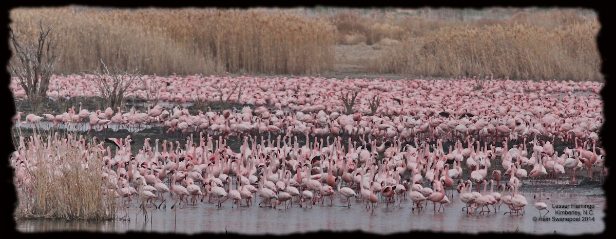 Lesser Flamingo - Hendrik Swanepoel