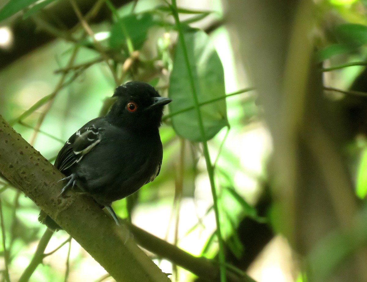 Black-tailed Antbird - ML489575911