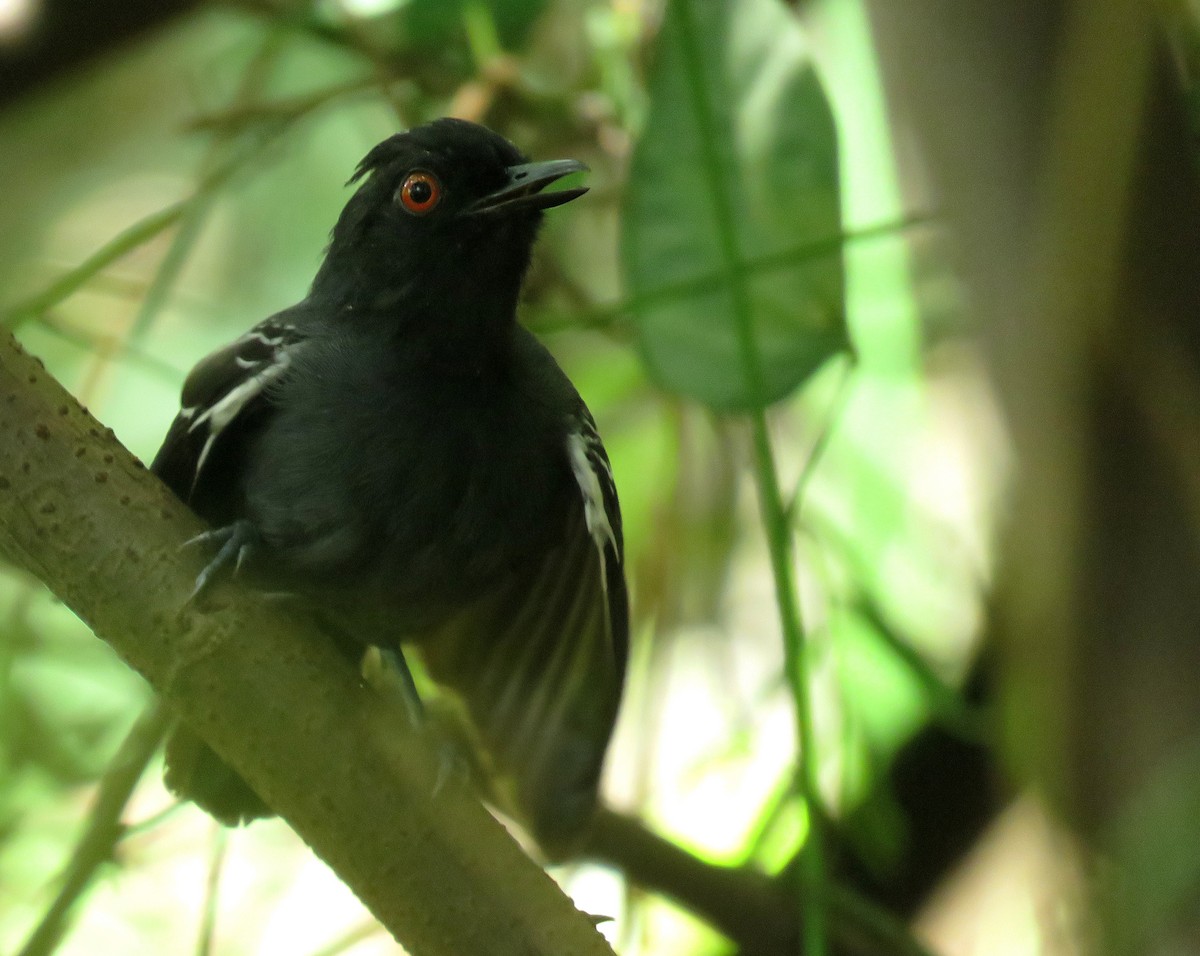 Black-tailed Antbird - Iván Lau