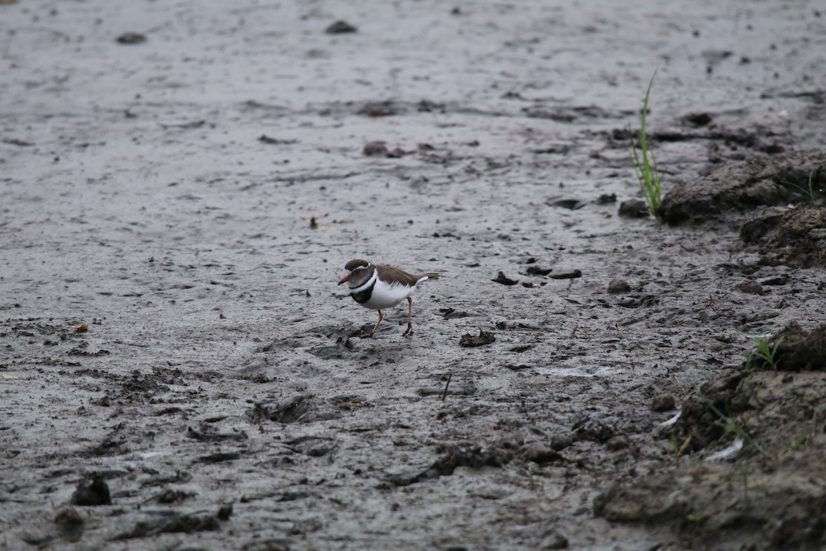 Three-banded Plover - ML489578621