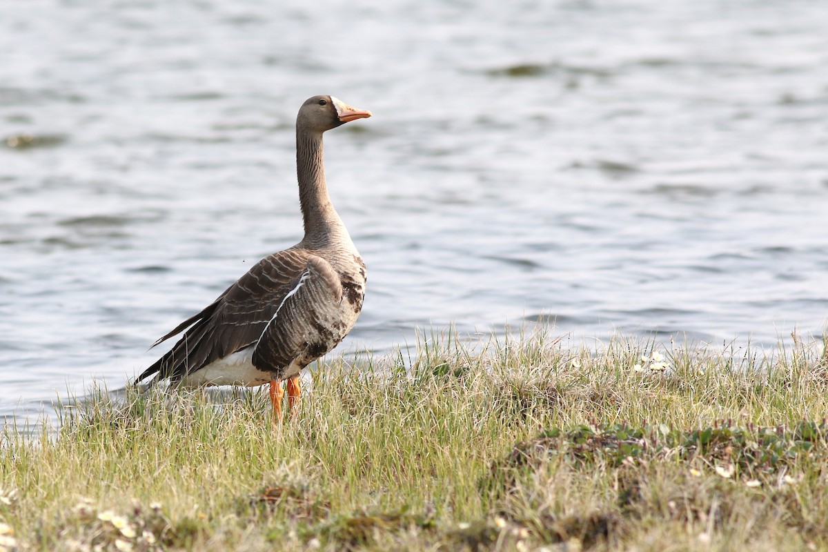 Greater White-fronted Goose - ML489582481