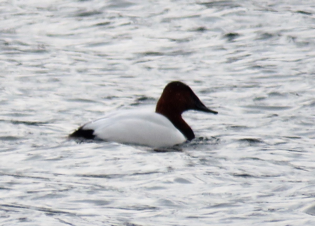 Canvasback - Mary Guell