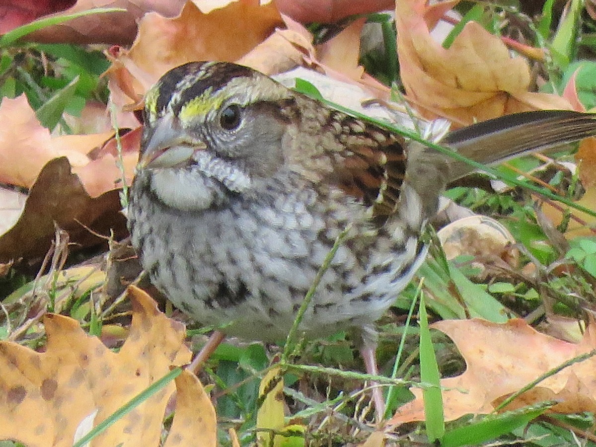 White-throated Sparrow - ML489583311