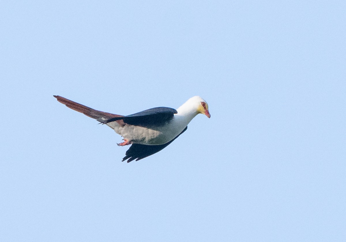 Great Cuckoo-Dove - Wilbur Goh