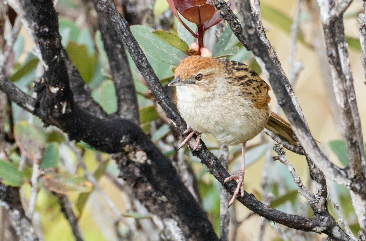Papuan Grassbird - Wilbur Goh