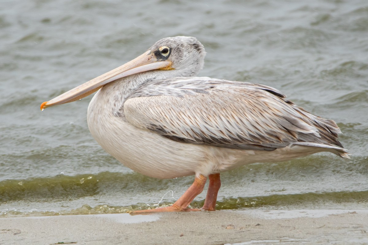 Pink-backed Pelican - ML489588771