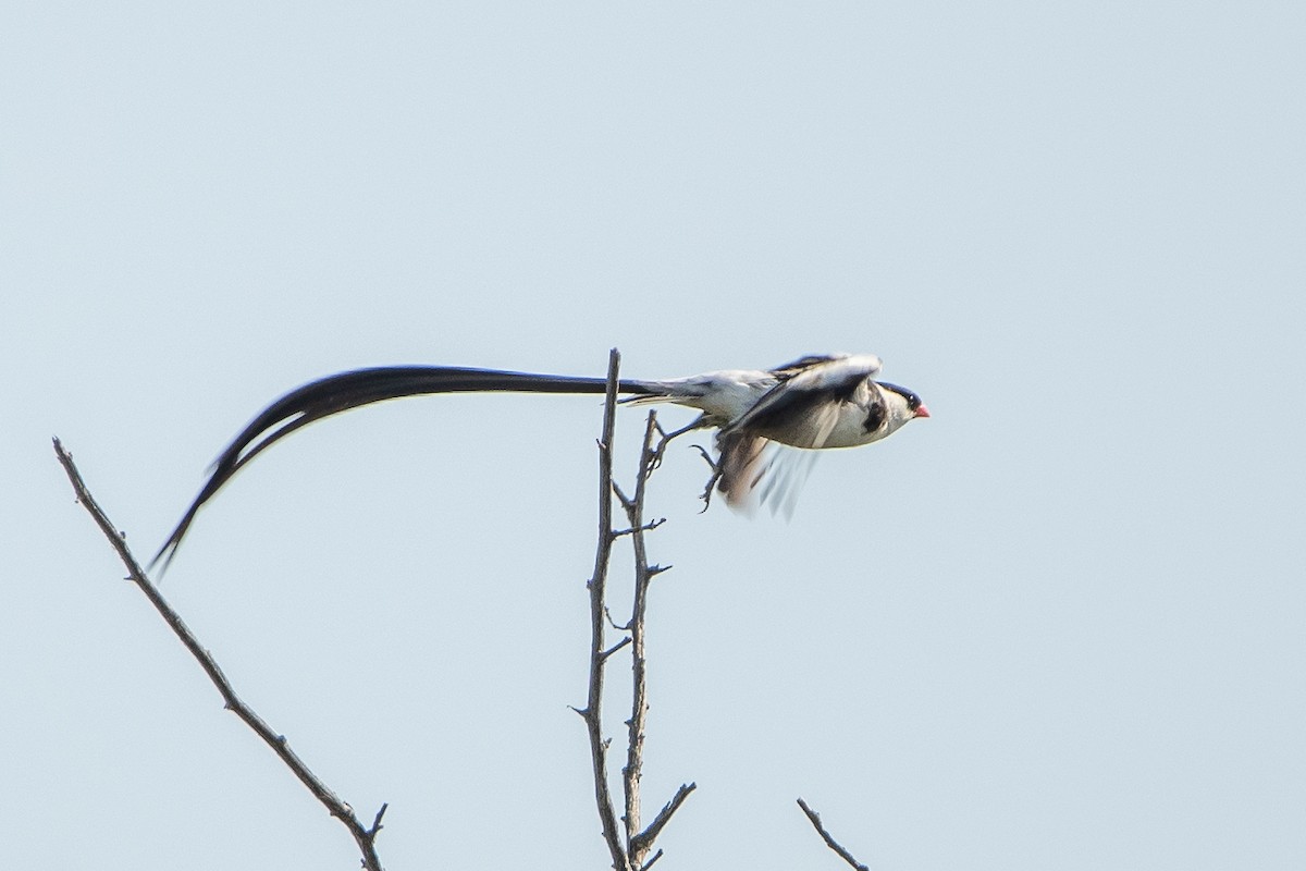 Pin-tailed Whydah - ML489589541
