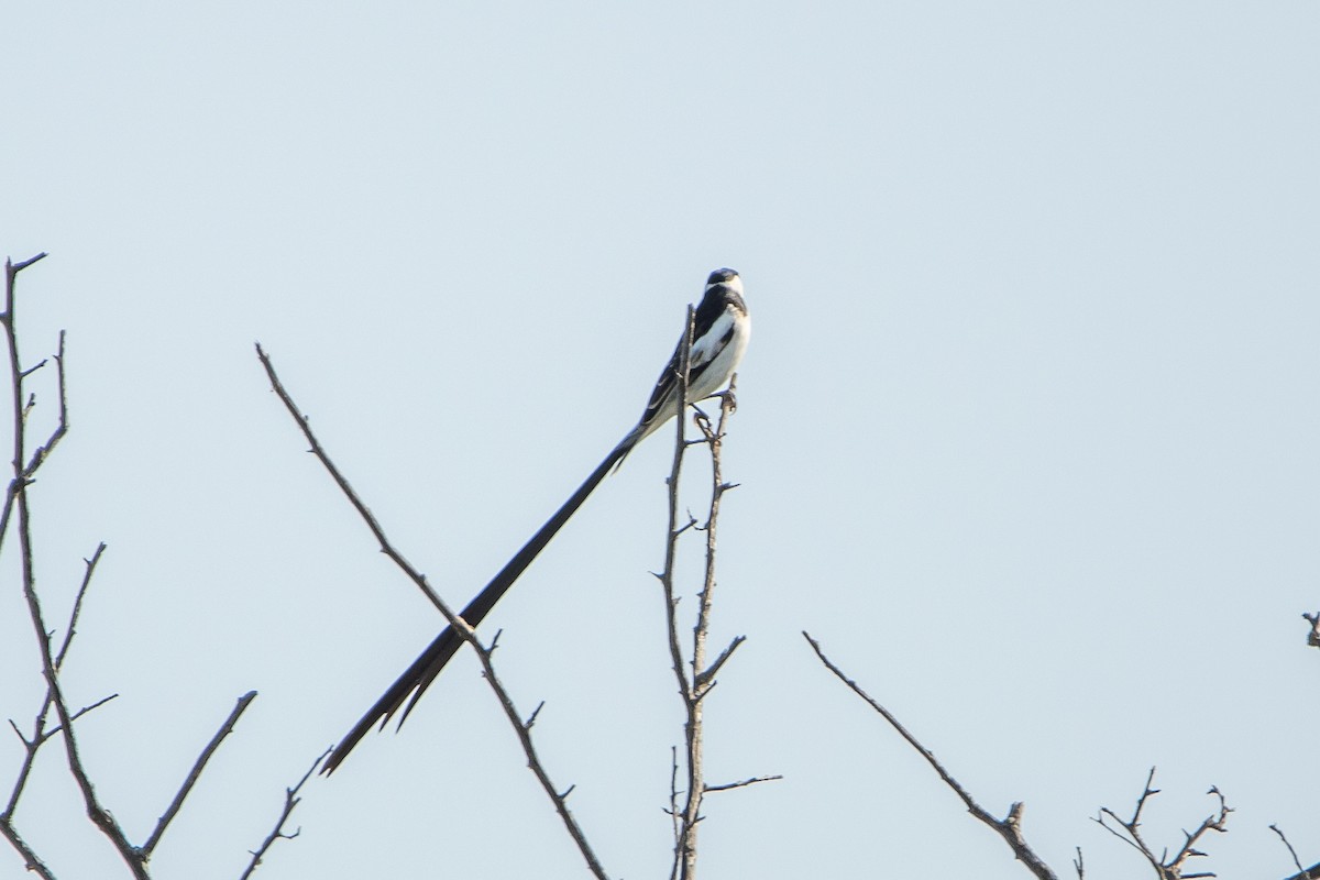 Pin-tailed Whydah - ML489589551