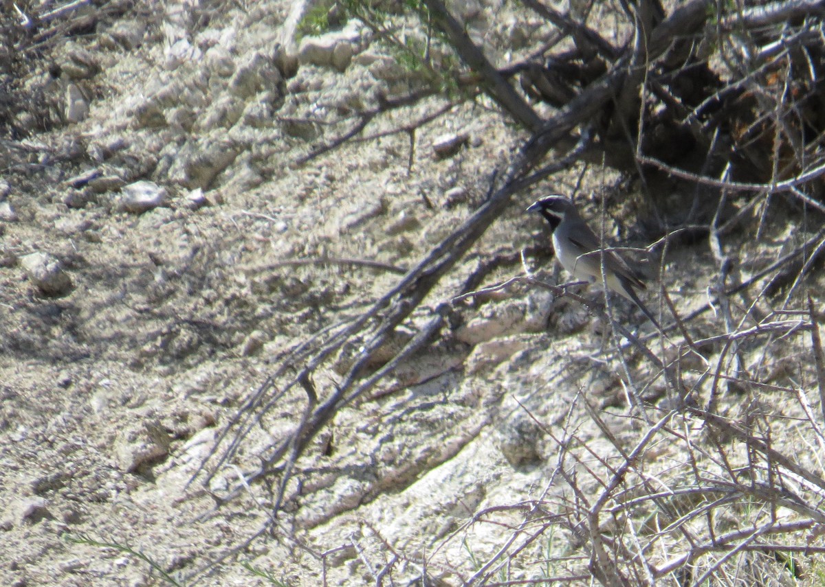 Black-throated Sparrow - ML489589981