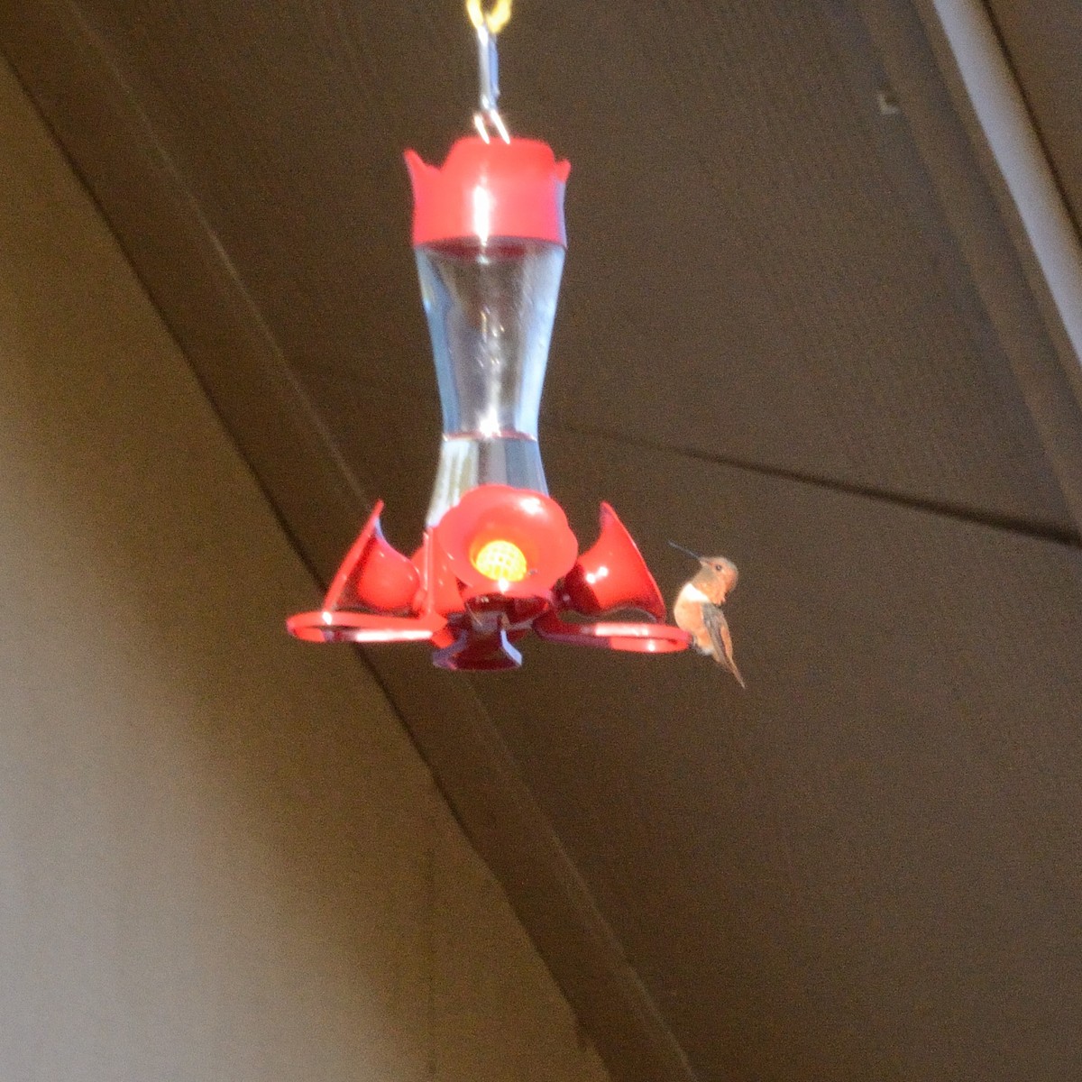 Allen's Hummingbird - ML489593851
