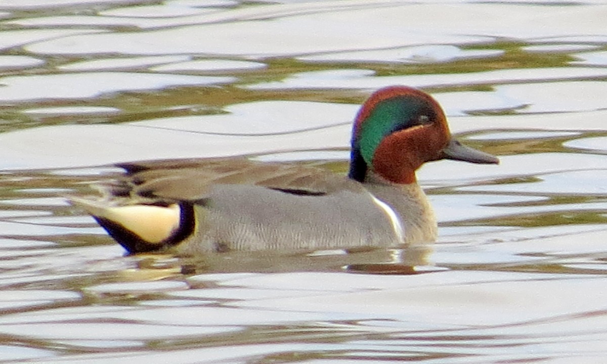 Green-winged Teal - ML48959511