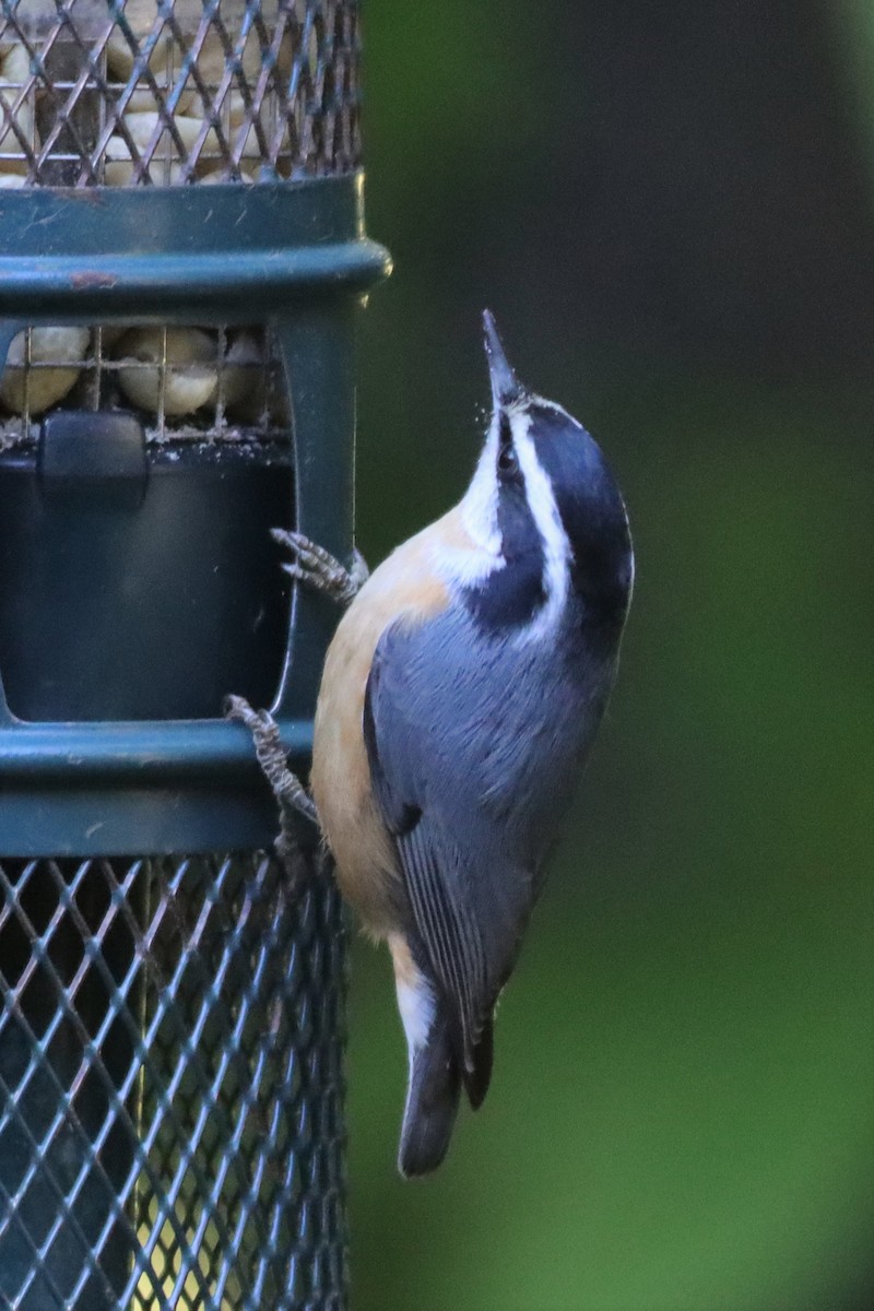 Red-breasted Nuthatch - ML489595291