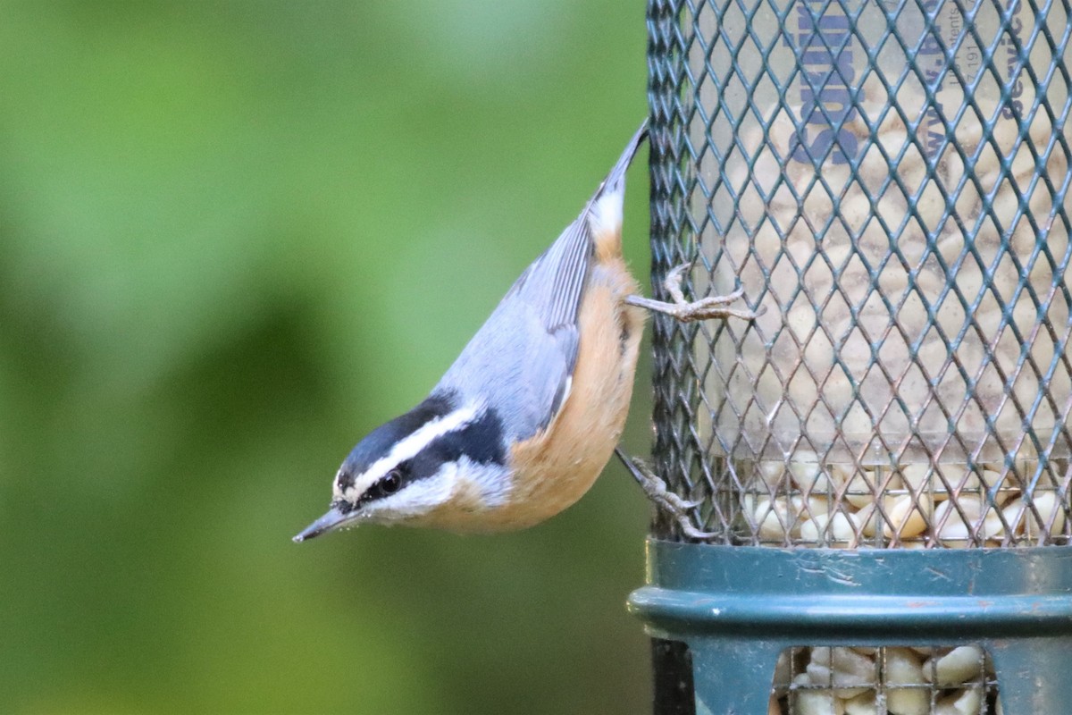 Red-breasted Nuthatch - ML489595301