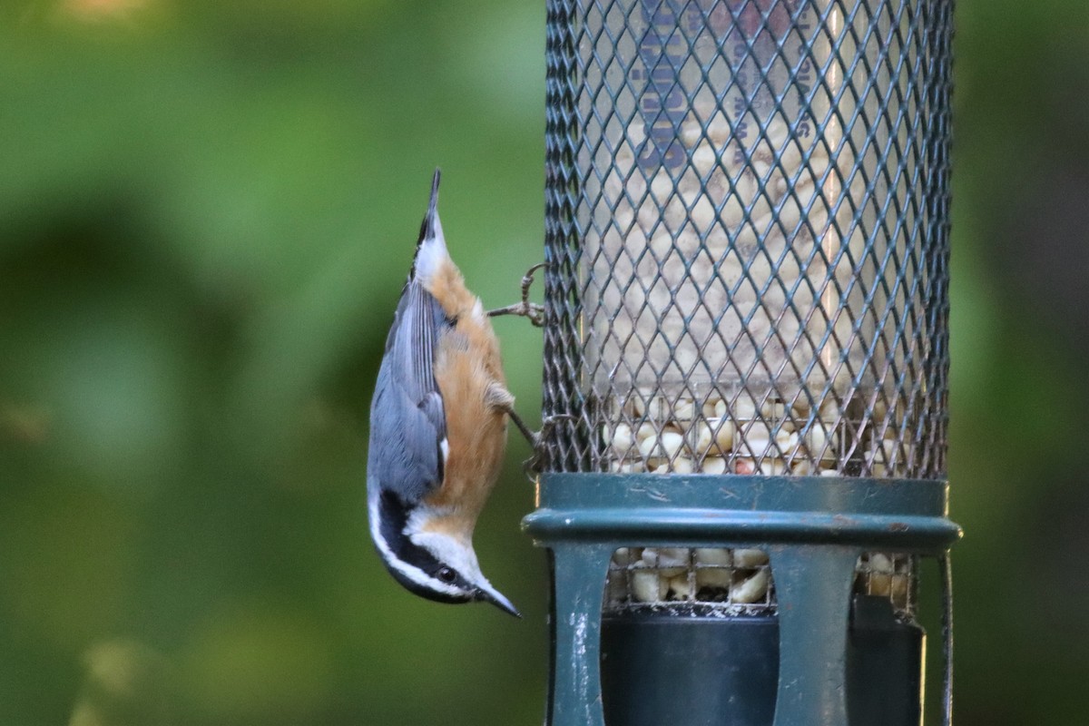Red-breasted Nuthatch - ML489595321