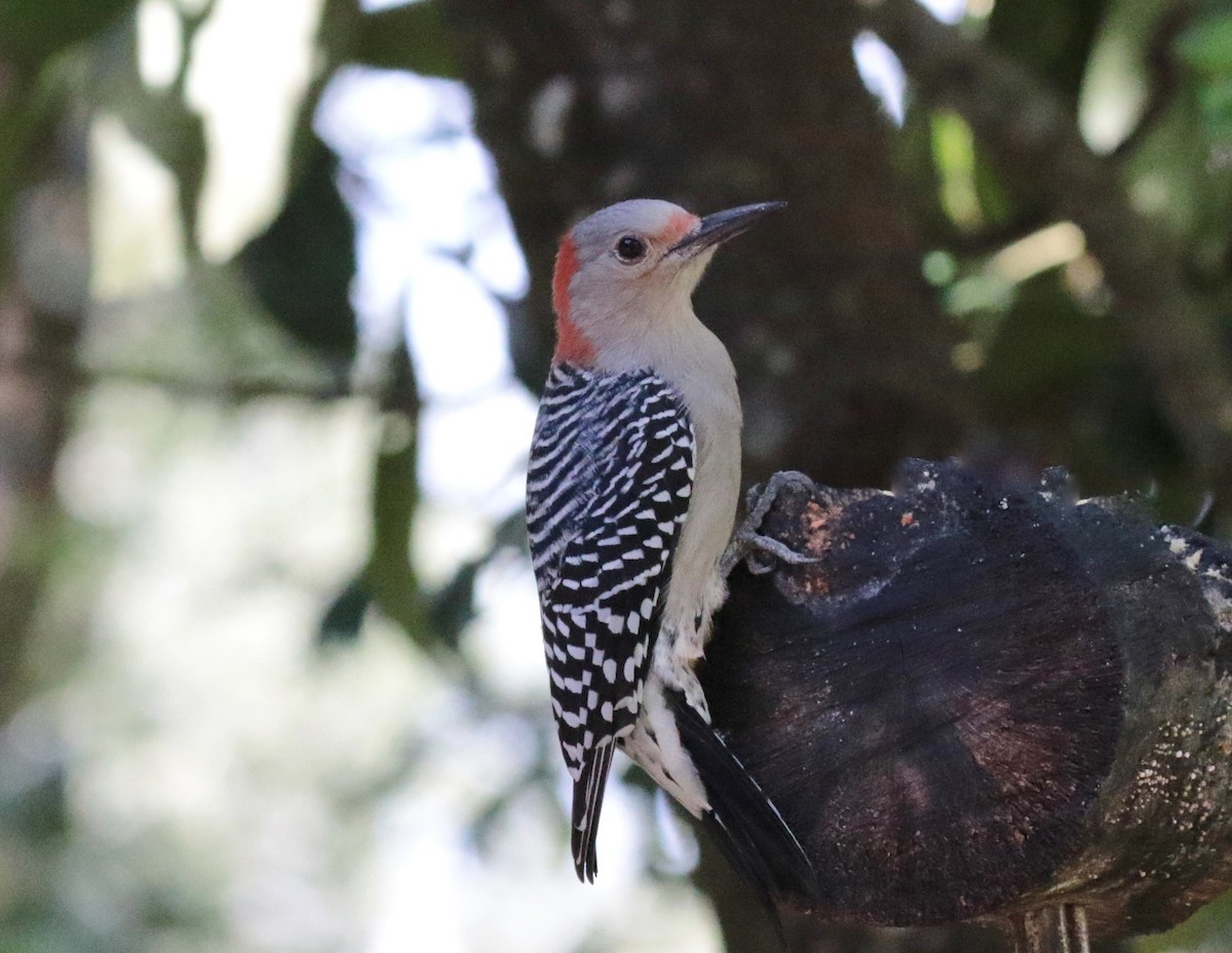 Red-bellied Woodpecker - ML489598791
