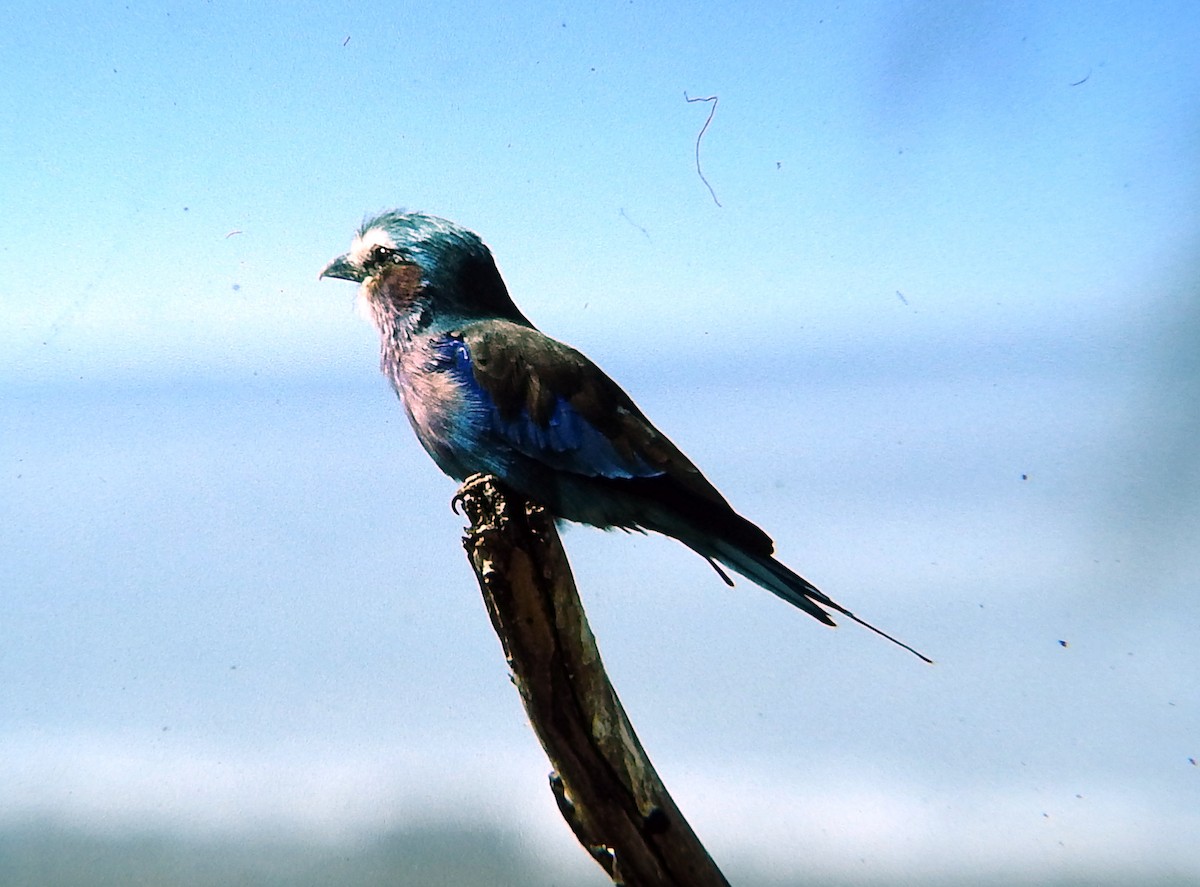 Lilac-breasted Roller - ML48960111