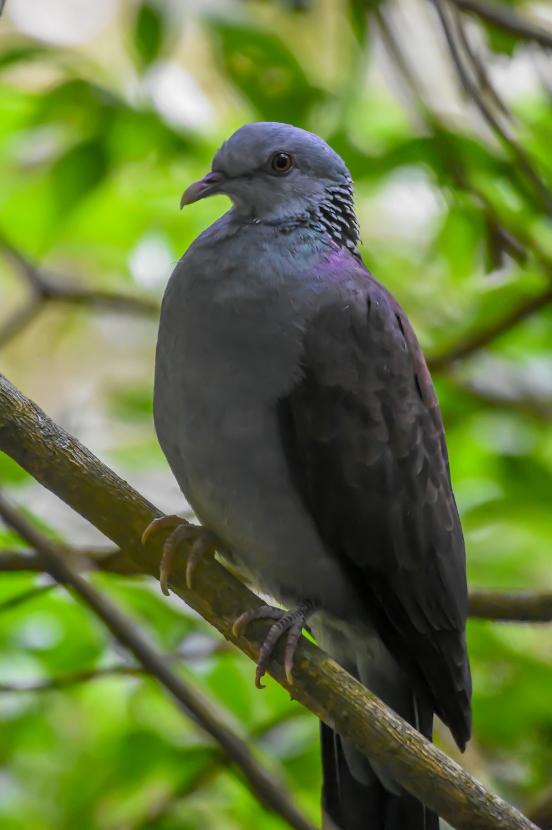 Nilgiri Wood-Pigeon - ML489612601