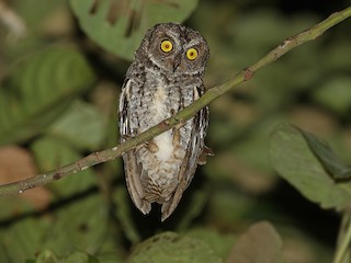  - Banggai Scops-Owl