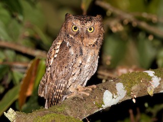  - Sulawesi Scops-Owl