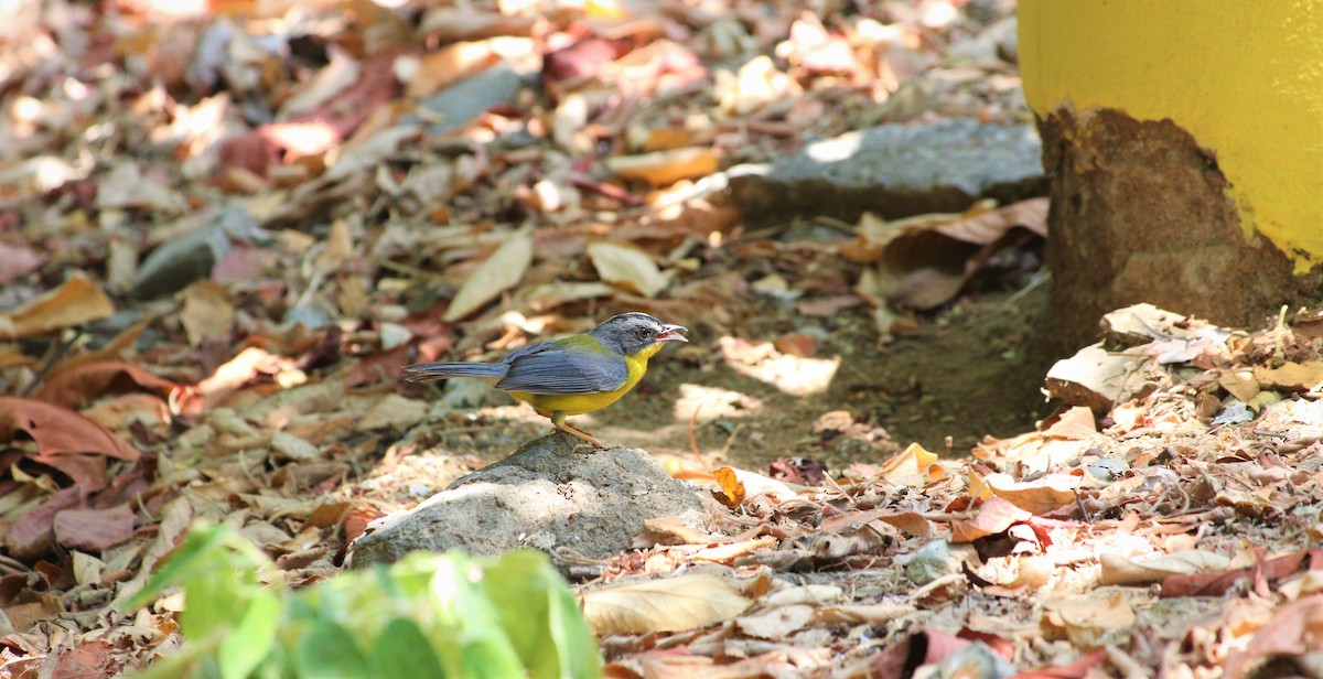 Gray-and-gold Warbler - ML489615841