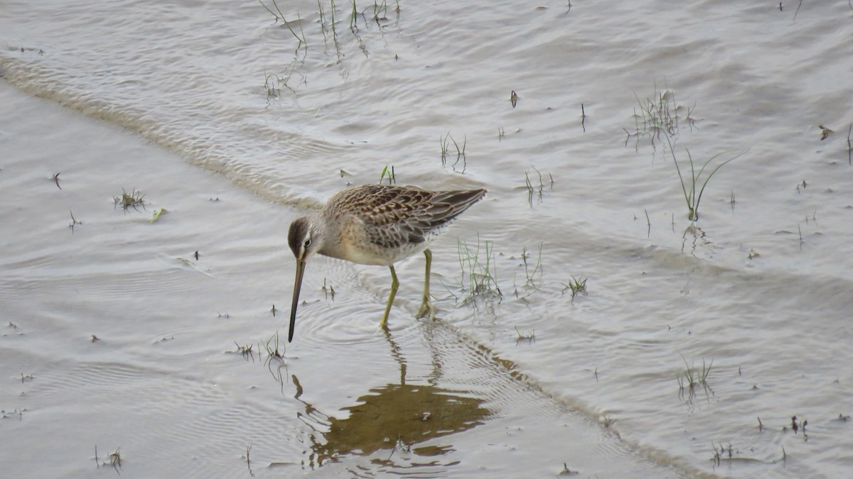 Long-billed Dowitcher - Allan Strong