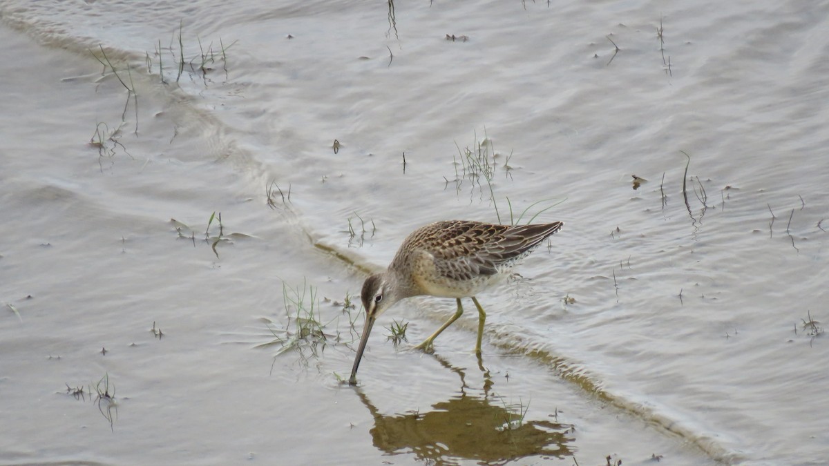 Long-billed Dowitcher - Allan Strong