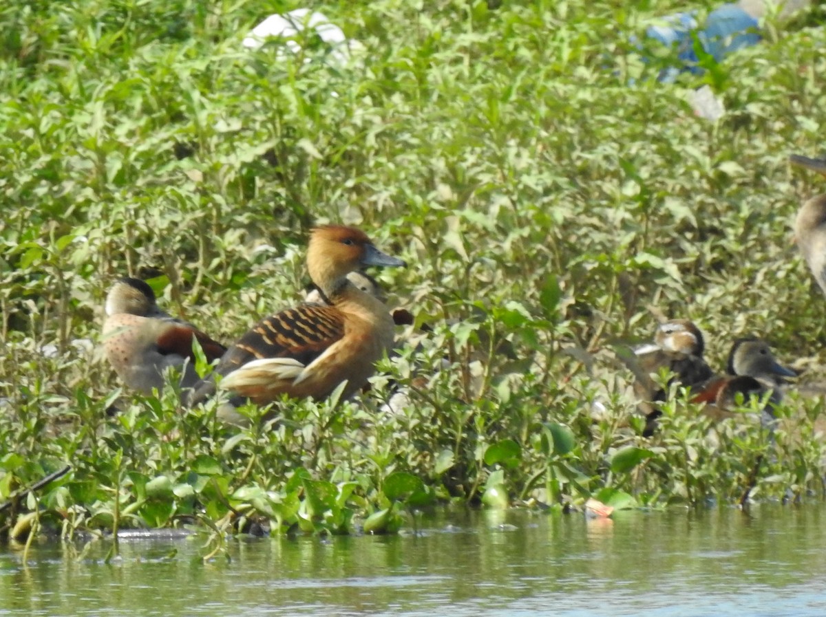 Fulvous Whistling-Duck - ML489621321