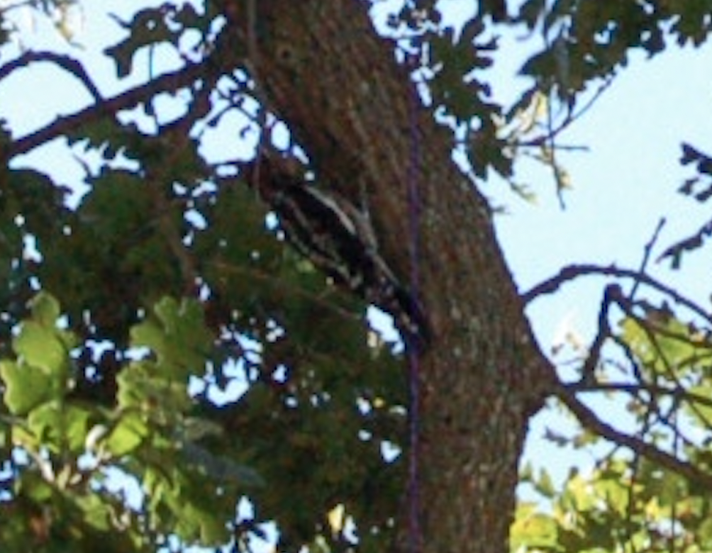 Red-breasted Sapsucker - ML489621801