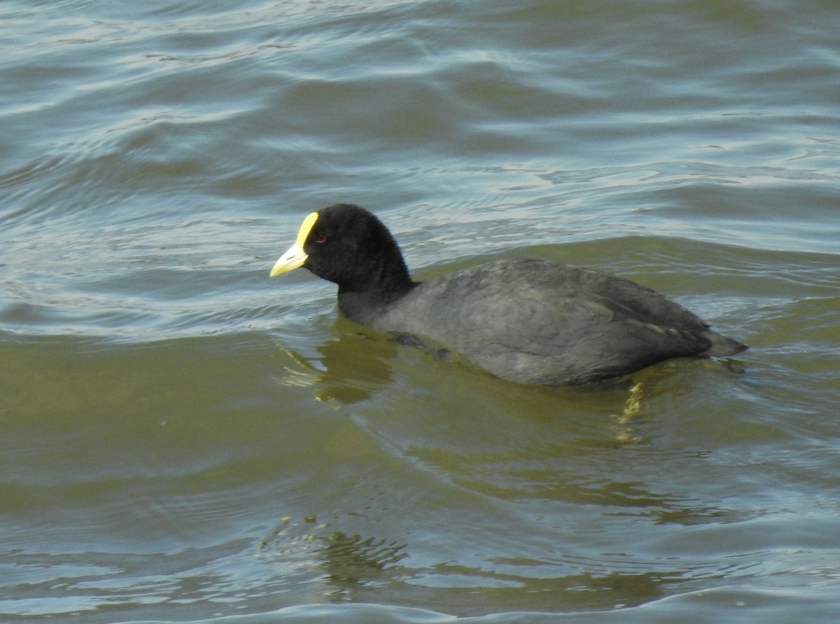 White-winged Coot - ML489622751