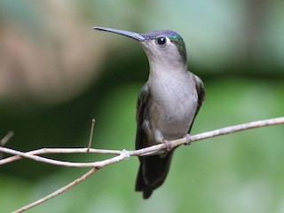  - Wedge-tailed Sabrewing