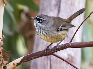  - Spotted Scrubwren