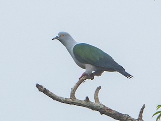 Geelvink Imperial-Pigeon - Ducula geelvinkiana - Birds of the World