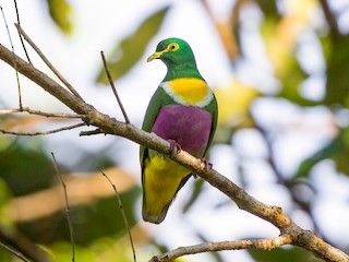 Geelvink Fruit-Dove - Ptilinopus speciosus - Birds of the World