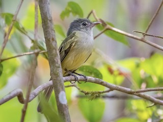  - Yellow-winged Flycatcher