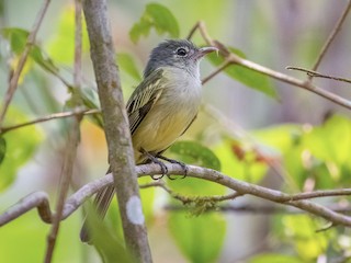  - Yellow-winged Flatbill