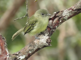  - Yellow-margined Flatbill (examinatus)