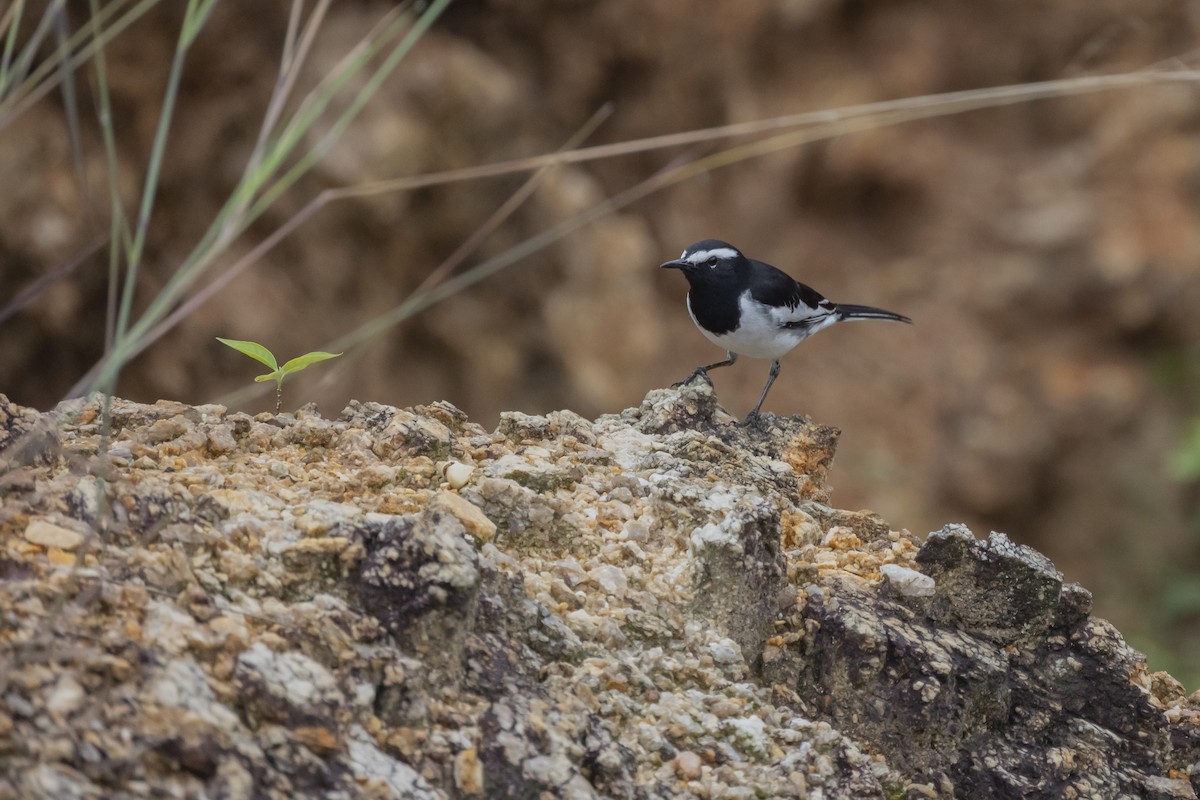 White-browed Wagtail - ML489643581