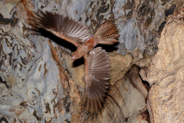 Oilbird Call Spectral Composition Of Oilbird Echolocation Signals