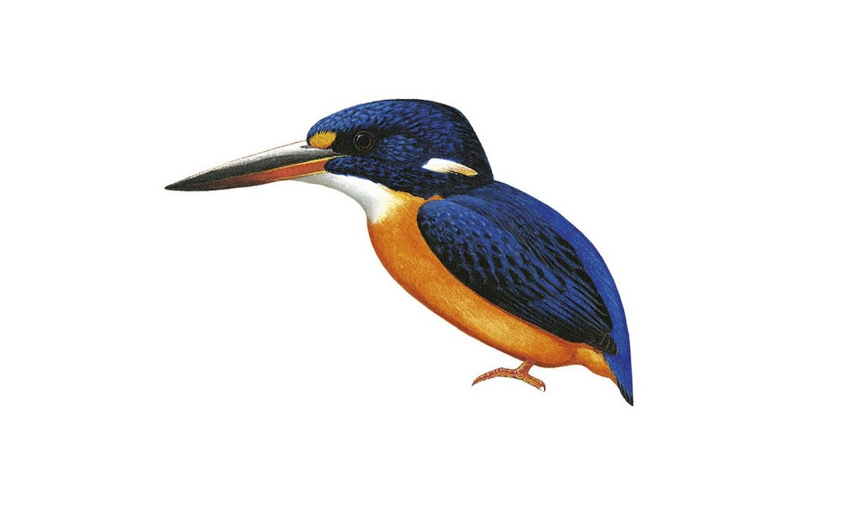 Guadalcanal Dwarf-Kingfisher - Ceyx nigromaxilla - Birds of the World