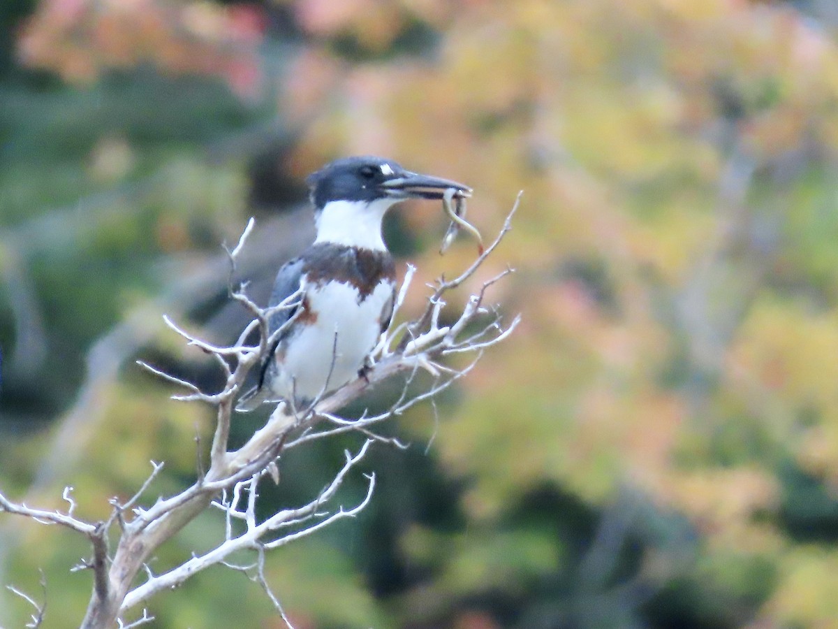 Belted Kingfisher - ML489653701