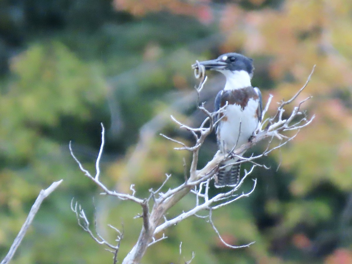 Belted Kingfisher - ML489653711