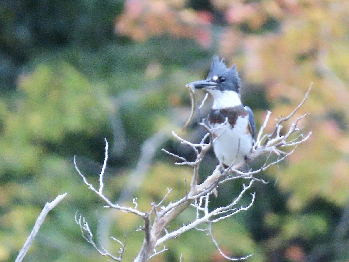 Belted Kingfisher - ML489653721