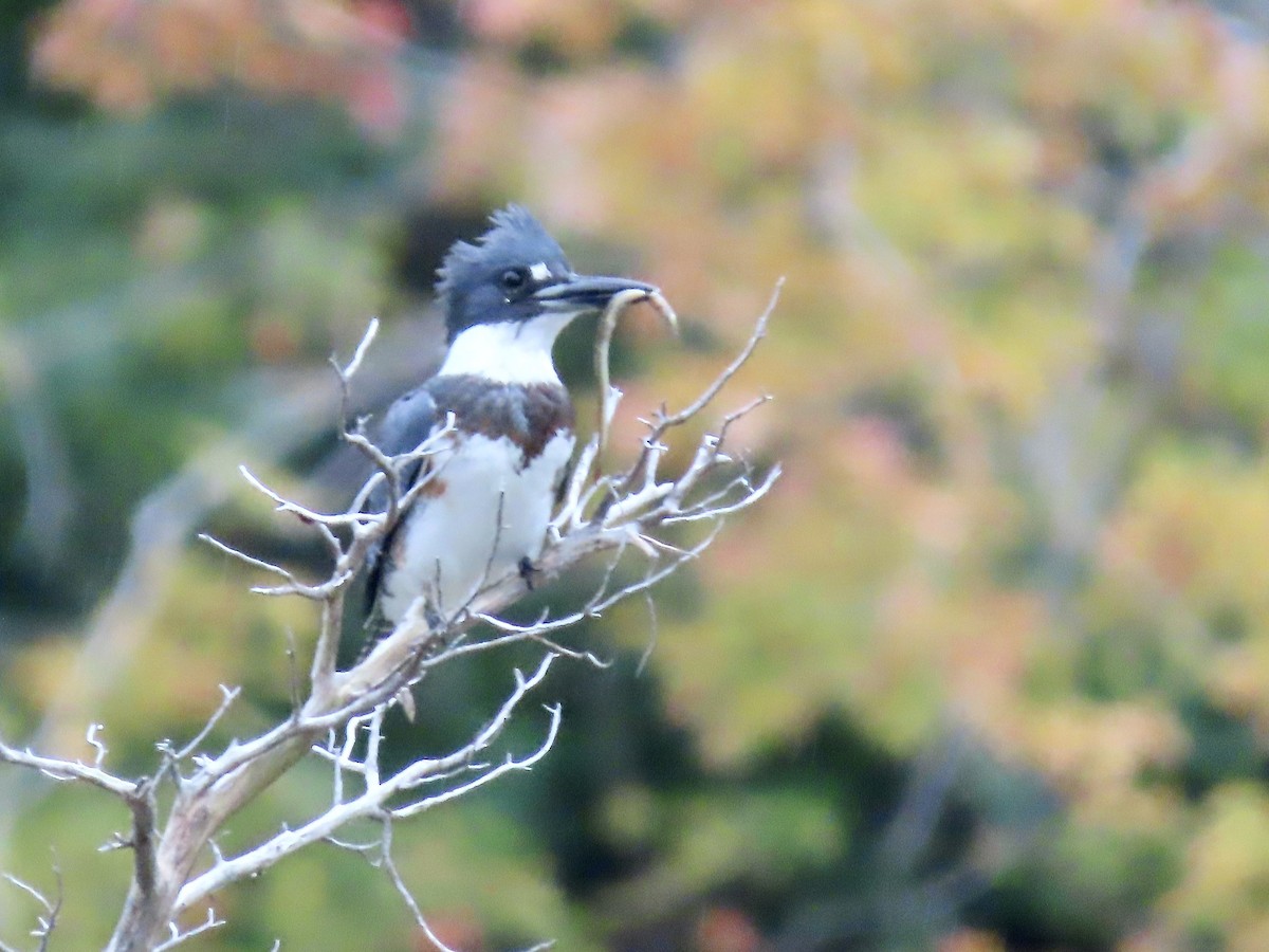Belted Kingfisher - ML489653731