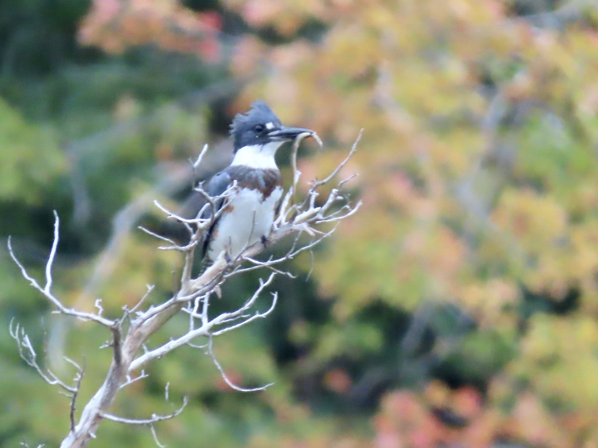 Belted Kingfisher - ML489653741
