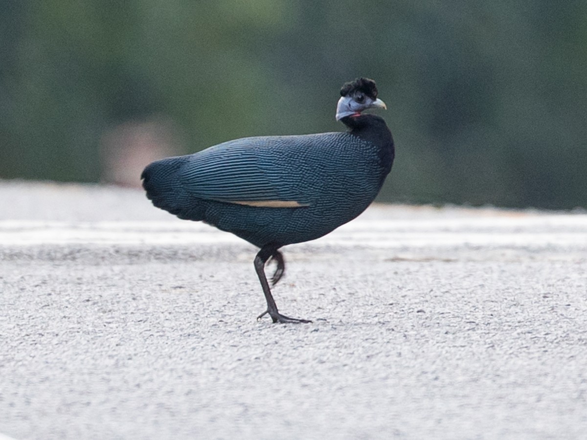 Western Crested Guineafowl - Guttera verreauxi - Birds of the World