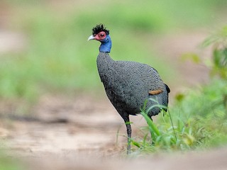 Crested Guineafowl